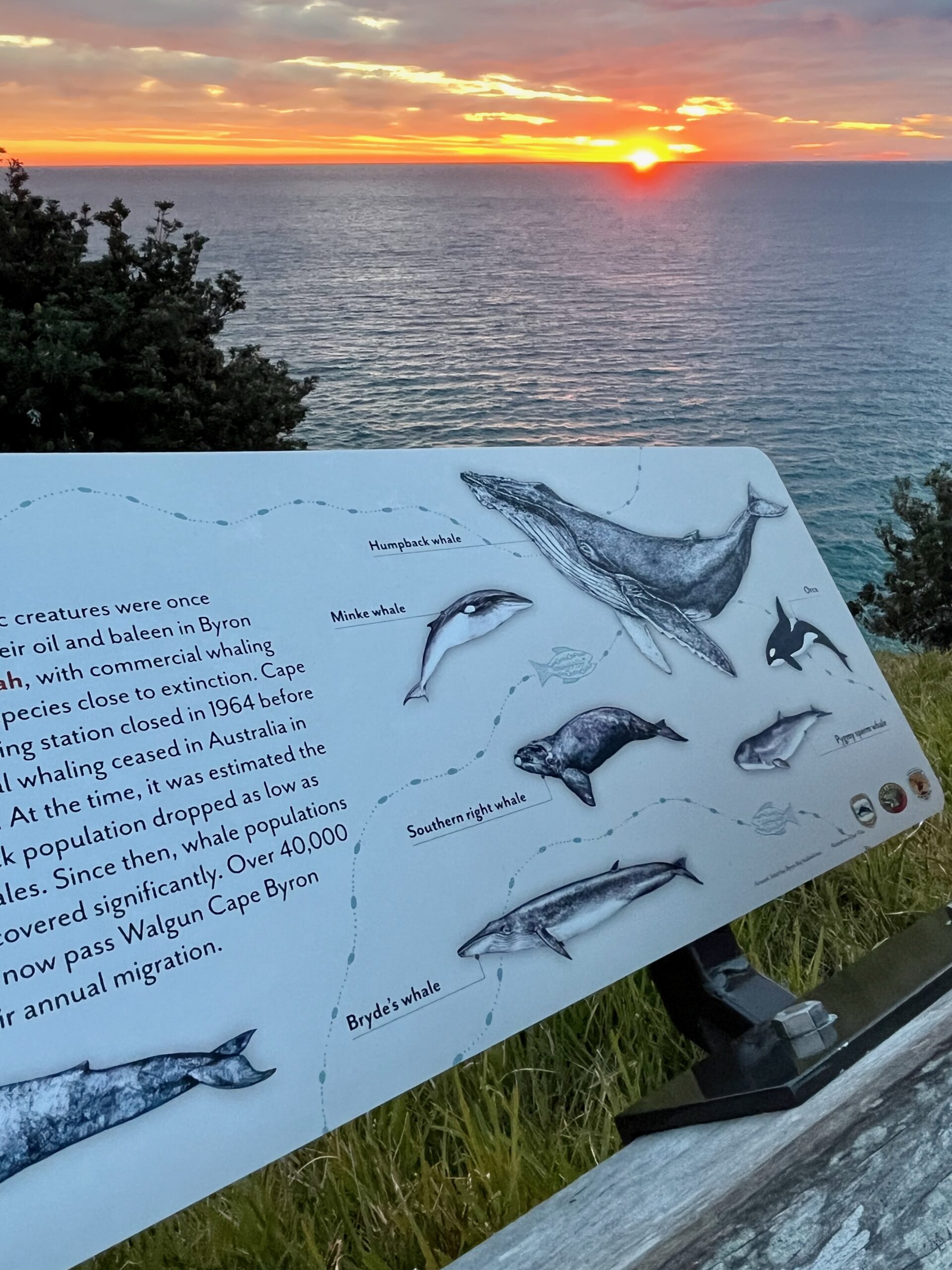 cape byron whale sign at sunrise
