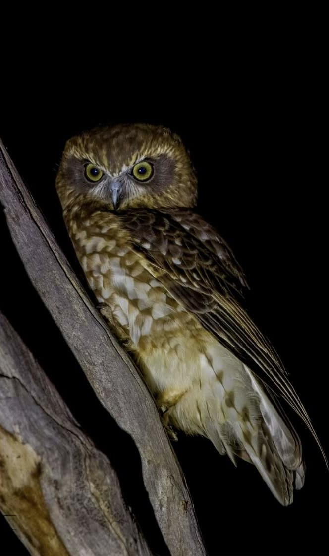 night animals2